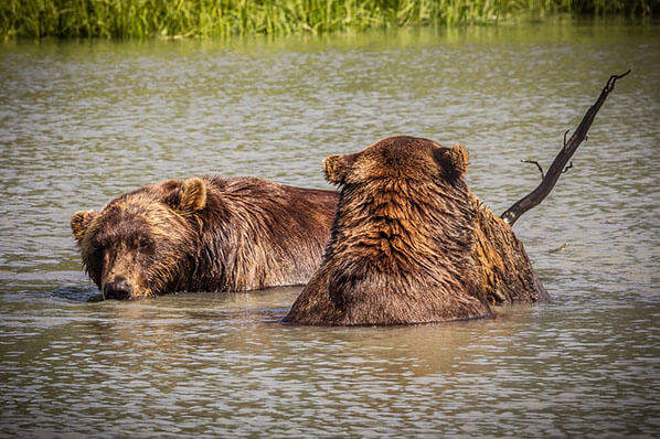 Bear Tours