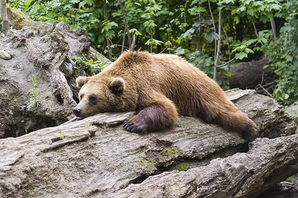 Bear Tours Chinitna Bay