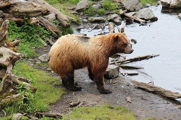 Homer Alaska Bear Homer Alaska Bear