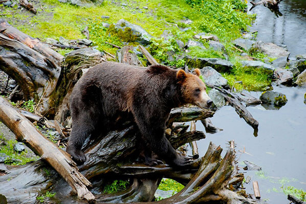 Bear Viewing Homer