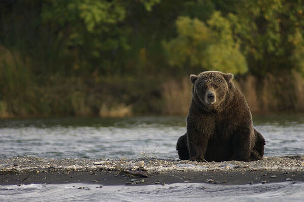 Alaska Bear Viewing