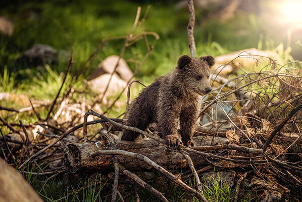 Chinitna Bay Bear Tours