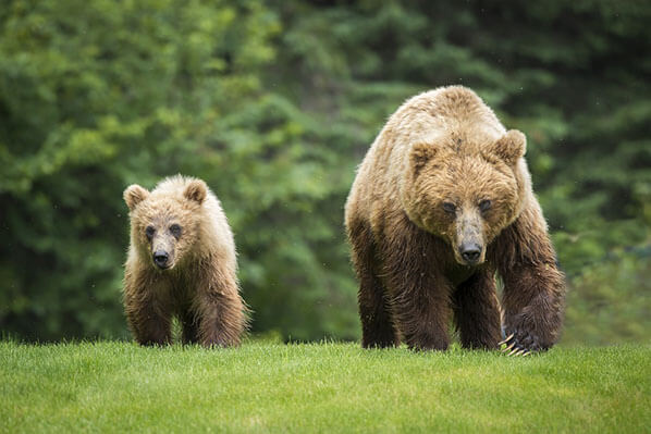 Bear Viewing Alaska Bear Viewing Alaska