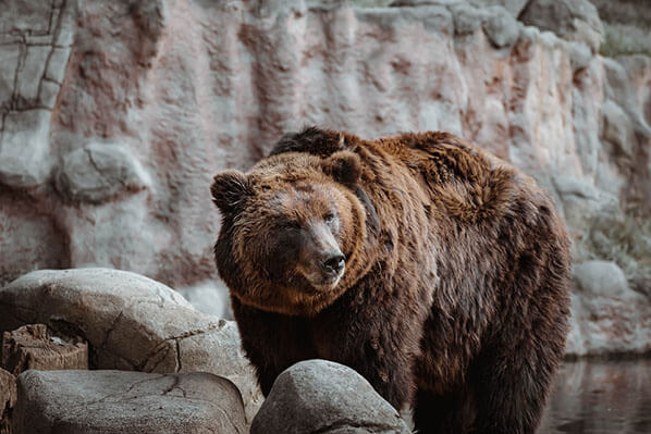 Chinitna Bay Bear Viewing