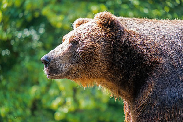 Homer Bear Viewing