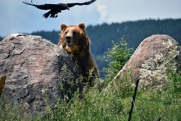 Bear Viewing Alaska Bear Viewing Alaska
