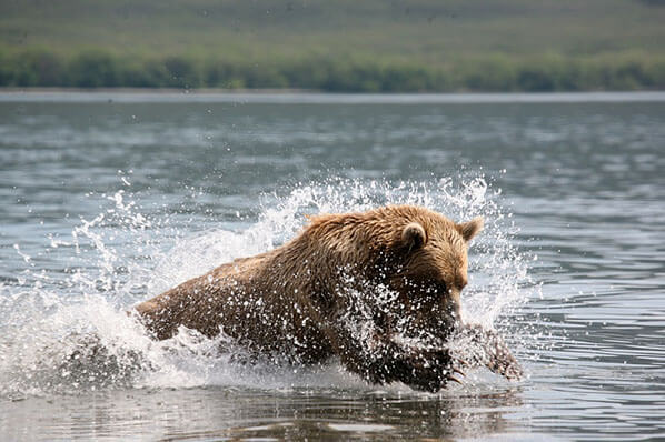 Bear Viewing Alaska