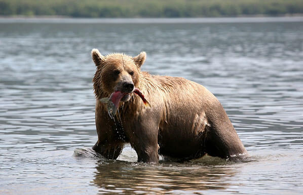 Homer Alaska Bear Viewing