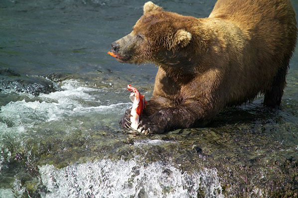 Chinitna Bay Viewing Bear Chinitna Bay Viewing Bear