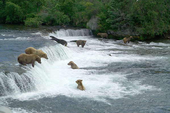 Bear Viewing Alaska