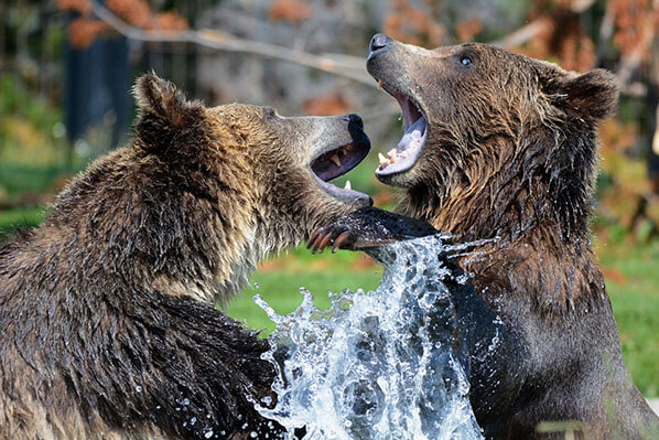 Bear Viewing Chinitna Bay