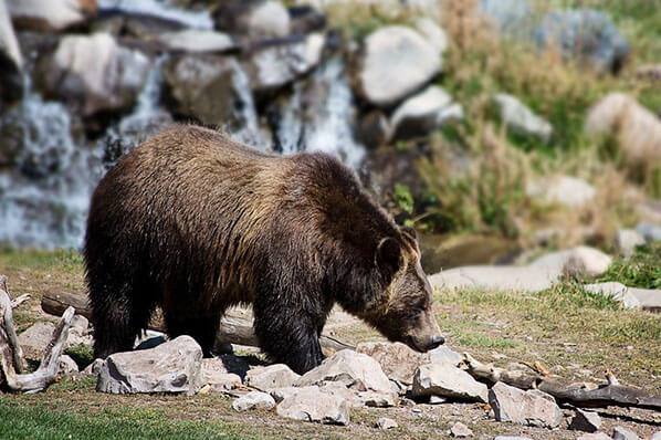 Bear Viewing Homer