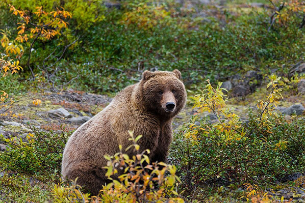 Bear Viewing Homer Alaska