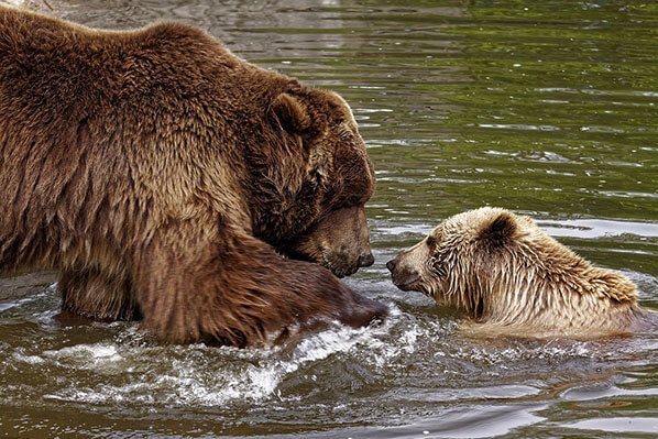 Alaska Bear Viewing Alaska Bear Viewing