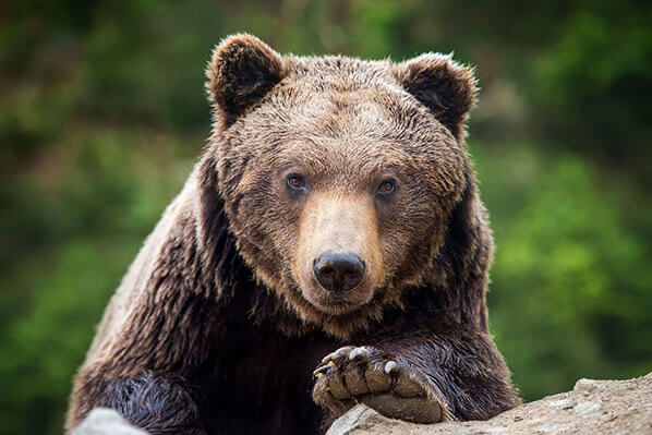 Homer Bear Alaska